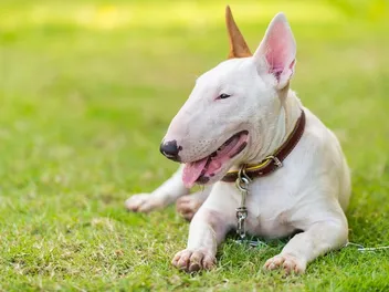 What Were Bull Terriers Bred For? History & FAQ