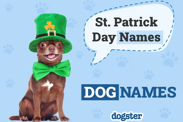 175+ St. Patrick's Day Names for Dogs (With Meanings)