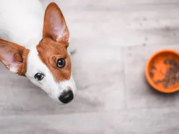 Why Isn’t My Puppy Eating? 8 Vet-Reviewed Reasons