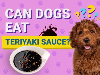 Can Dogs Eat Teriyaki Sauce? Vet Reviewed Nutrition Facts & FAQ