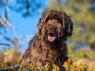 Pudelpointer Dog Breed: Info, Pictures, Facts & Traits