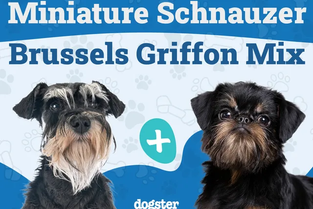 Sniffon (Miniature Schnauzer & Brussels Griffon Mix): Info, Pictures, Care & More
