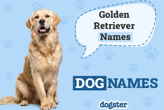 150+ Golden Retriever Names: Unique and Popular Ideas 2026