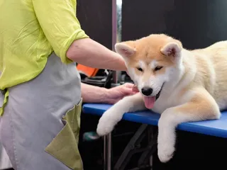 How to Groom an Akita: 10 Vet-Approved Tips & FAQ