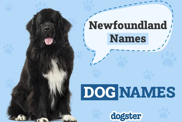 250+ Popular & Unique Newfoundland Names