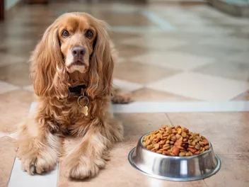 13 Best Dry Dog Foods in the UK of 2026 - Reviews & Top Picks