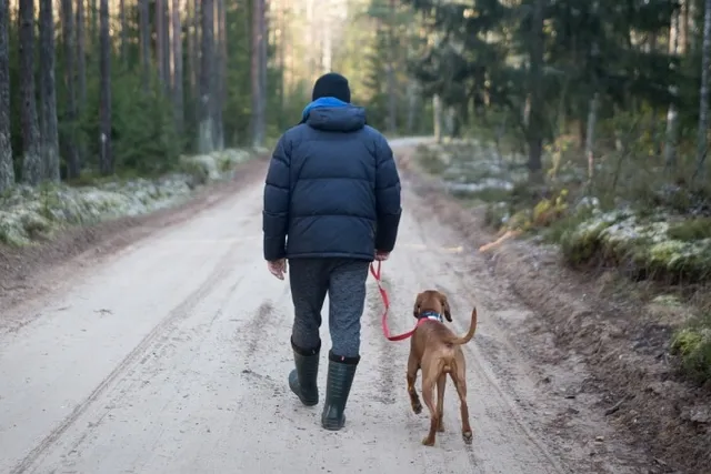How to Keep Your Dogs Safe From Wolf Attacks: A Vet-Approved Guide