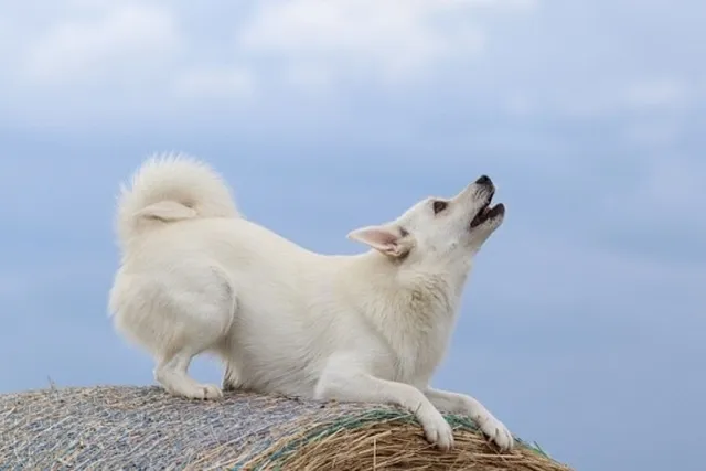 How to Teach a Dog to Howl: 5 Vet-Approved Tips & Tricks