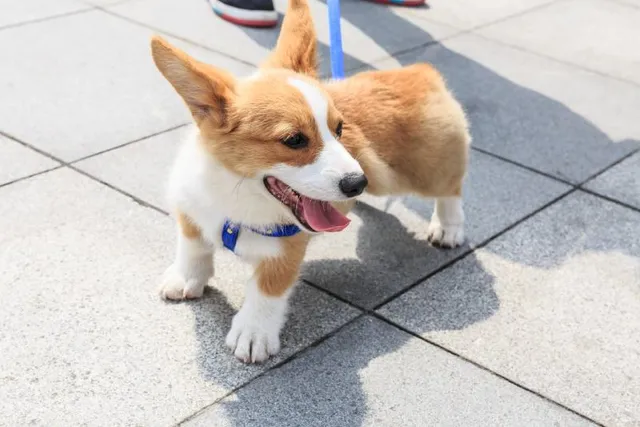 Teacup Corgi: Info, Pictures, Origin & History