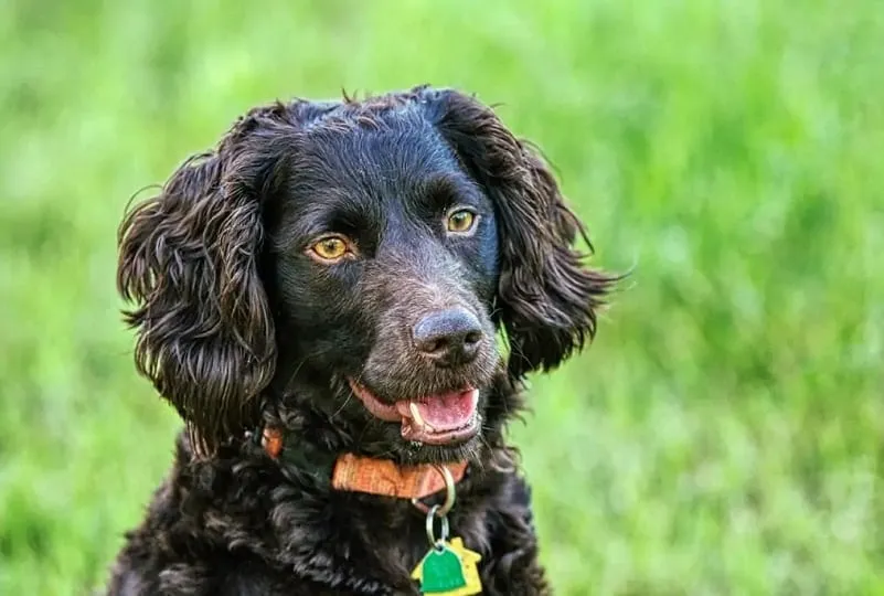 Boykin Spaniel