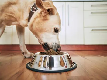 7 Warning Signs That Your Dog Is Obese: Vet-Approved Advice