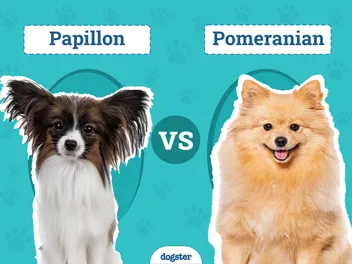 Papillon vs Pomeranian: What's the Difference? (With Pictures)