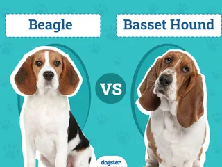 Beagle vs Basset Hound: The Differences (With Pictures)
