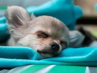 20 Lazy Dog Breeds to Relax With: Small & Large (With Info & Pictures)
