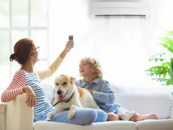 How to Cool Down a Dog: 10 Vet-Approved Tips
