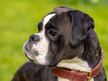 Boxer Dog Breeds & Colors (With Info & Pictures)