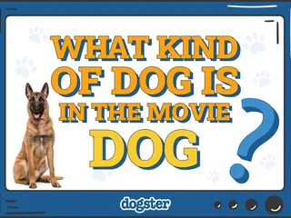 What Kind of Dog Is in the Movie Dog? Vet-Verified Facts