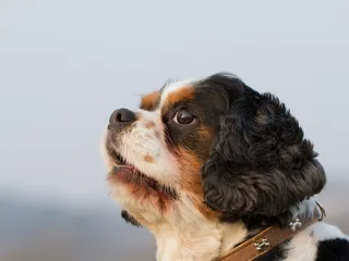 King Charles Yorkie Dog Breed: Info, Pictures, Care & More