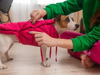 6 Best Anxiety Vests for Dogs in 2026 - Reviews & Top Picks