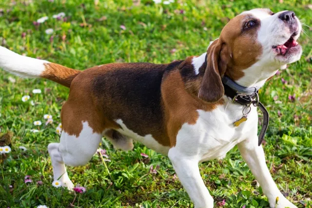 How to Handle a Dog's Teen Rebellious Phase: 8 Tips & Tricks
