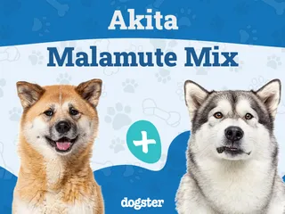 Akita Malamute Mix: Info, Pictures, Care & More