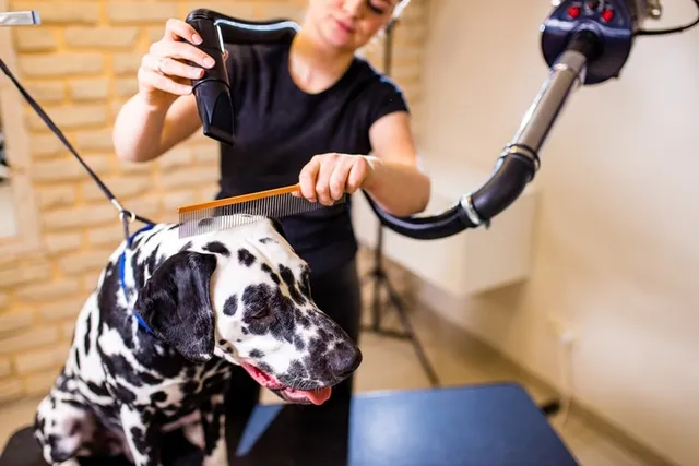 How to Groom a Dalmatian: 6 Expert Tips