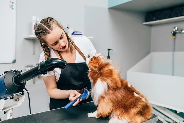 How to Groom a Cavalier King Charles Spaniel: 8 Vet-Verified Tips