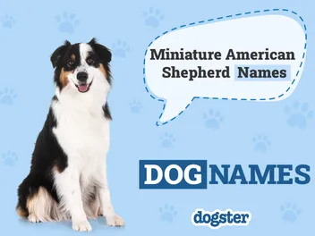 324+ Popular & Unique Miniature American Shepherd Names