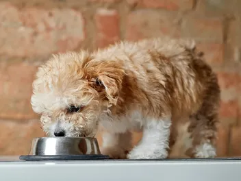 10 Best Dog Foods for Maltipoo Puppies in 2026 - Reviews & Top Picks