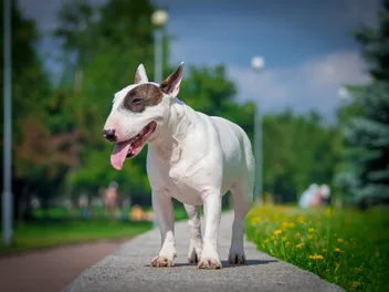 Are Bull Terriers Hypoallergenic? Vet-Verified Facts & Allergy Management Tips