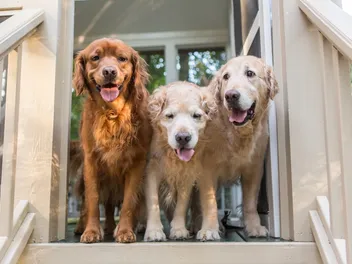 Do Dogs Have a Hierarchy? Vet-Verified Social Structures Explained