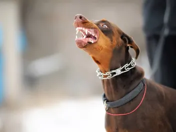 How Strong Is a Doberman’s Bite Force? PSI Measure & Facts