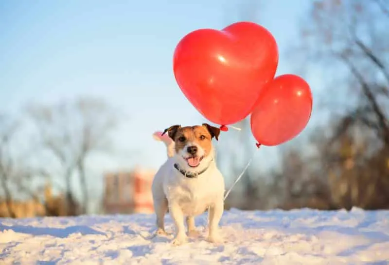 happy dog with red heart balloons out in the snow