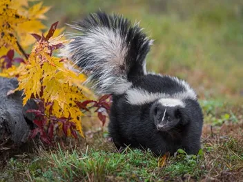 What to Do if Your Dog Gets Sprayed by a Skunk? The 4 Vet-Approved Steps