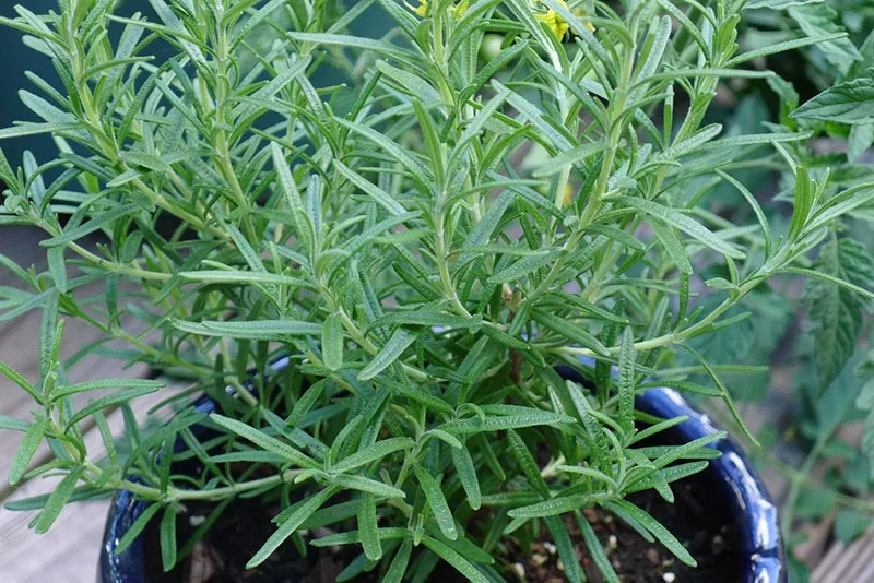 rosemary plant