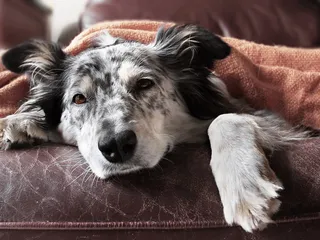 Does a Border Collie Have Webbed Feet? Facts & Benefits
