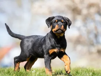 To Dock or Not to Dock a Rottweiler’s Tail? Vet-Verified Legality, Ethics, Behavior