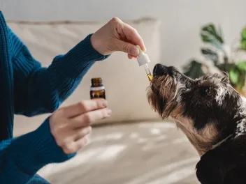 Can a Dog Overdose on CBD Oil? Vet-Reviewed Signs & Precautions