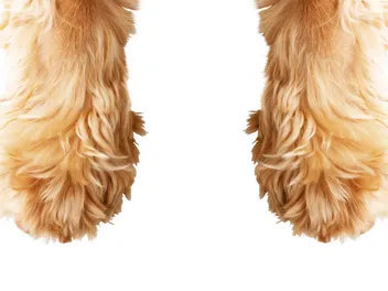 How to Care for Your Dog's Paws: 8 Vet-Approved Tips & Tricks