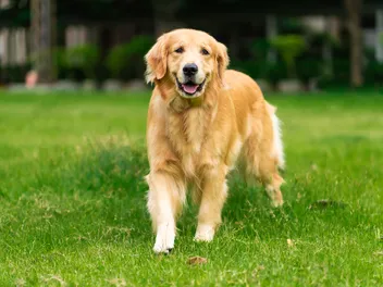 Why Does My Dog Walk Sideways? 10 Possible Reasons Explained (Vet Reviewed)
