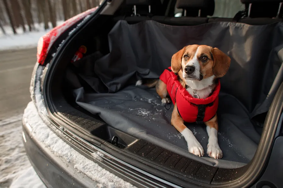 dog sitting in a car with protective cover