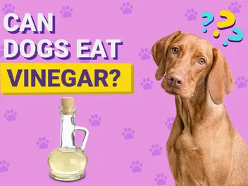 Can Dogs Eat Vinegar? Vet-Reviewed Nutrition Facts & Info