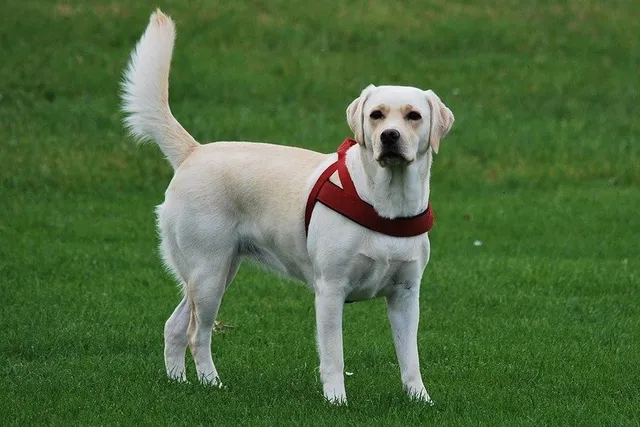 What Were Labs Bred For? History of the Labrador