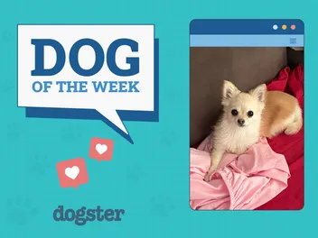 Dogster Photo Contest: Dogs of the Week Winners (December 4, 2025)