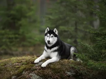 10 Vet-Verified Interesting Siberian Husky Facts: Understanding the Breed