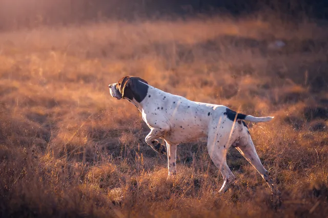 How to Train a Hunting Dog: Vet-Approved 10 Tips & Tricks