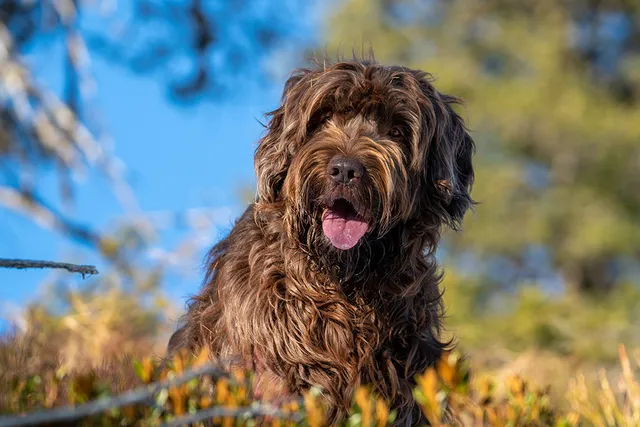 Pudelpointer Dog Breed: Info, Pictures, Facts & Traits