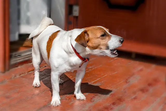 My Dog's Bark Is Hoarse, What's Wrong? 8 Vet-Reviewed Reasons