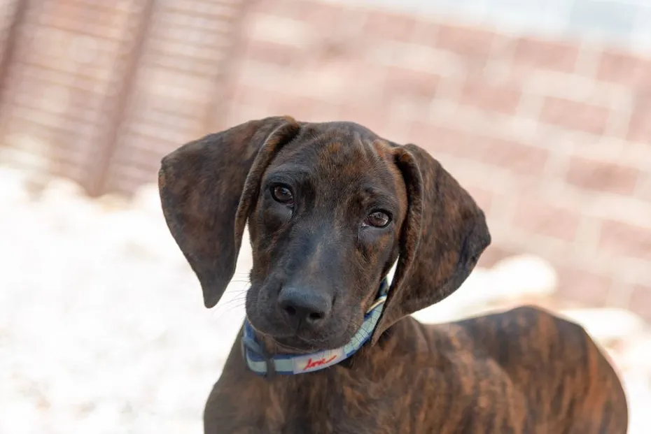 plott hound puppy