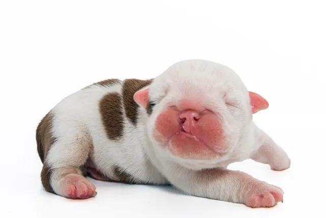 Cleft Lip & Palate in Puppies: Signs, Causes & Treatment (Vet Answer)